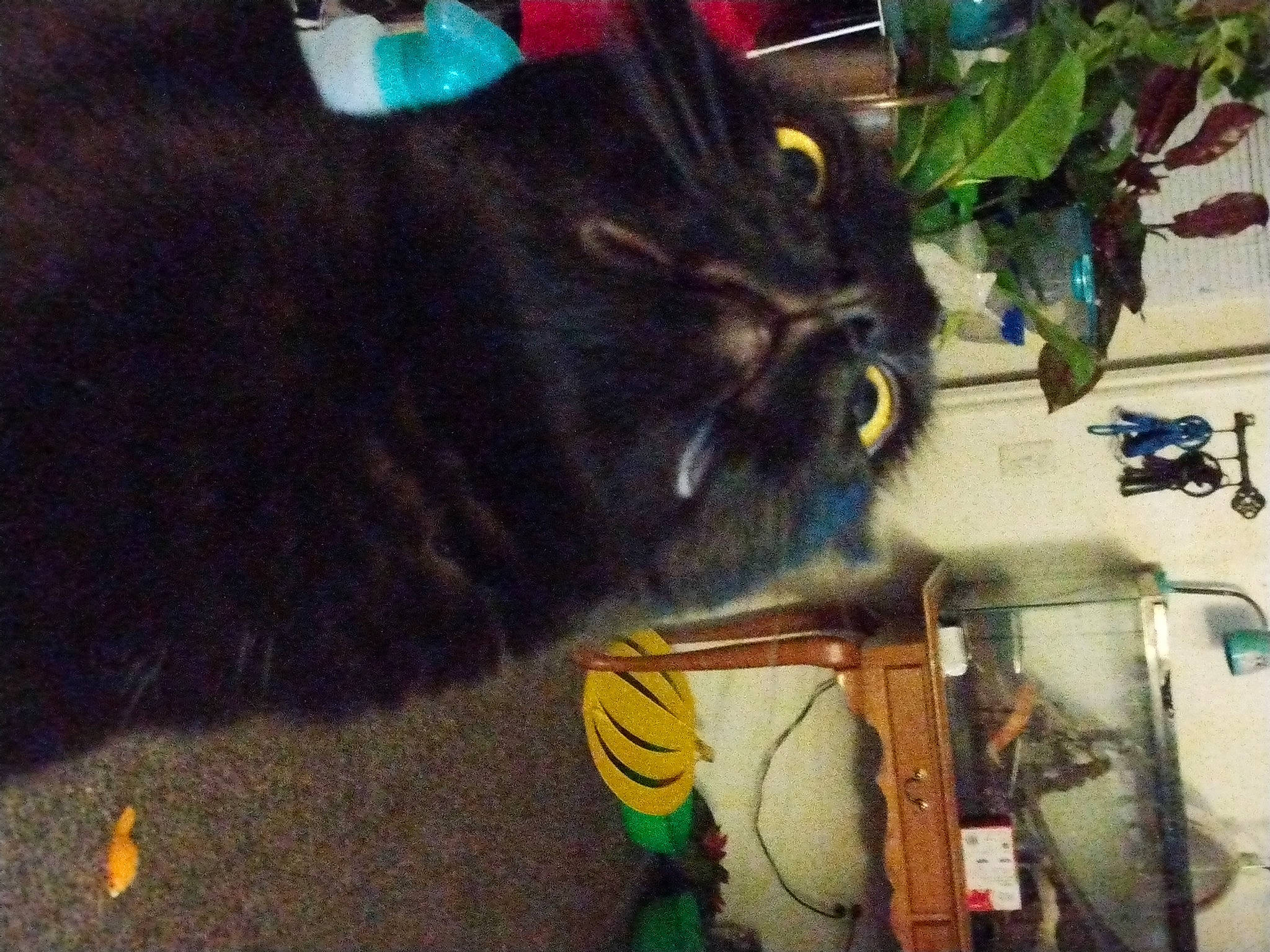 Luna is registered to the contest to win money with this photo: art, black_cat, bombay, canidae, carnivore, cat, dog_breed, domestic_short_haired_cat, felidae, flowerpot, fur, houseplant, paw, plant, small_to_medium_sized_cats, snout, tail, visual_arts, whiskers