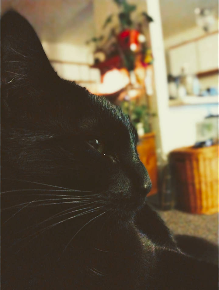 Luna is registered to the contest to win money with this photo: black_cat, carnivore, cat, comfort, darkness, domestic_short_haired_cat, ear, eye, felidae, fur, plant, sitting, small_to_medium_sized_cats, snout, tail, tints_and_shades, tree, whiskers, window, wood