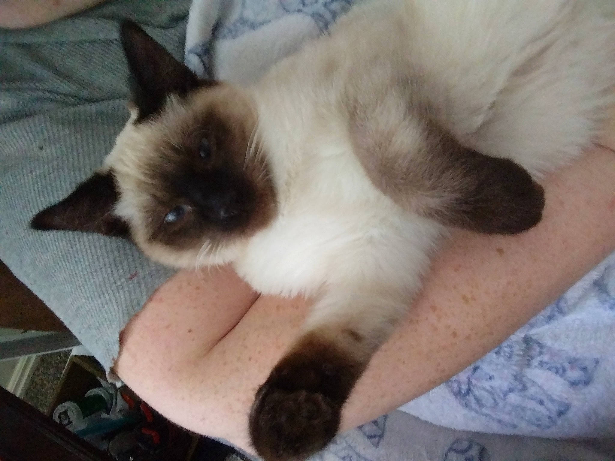 Serious is registered to the contest to win money with this photo: balinese, birman, carnivore, cat, comfort, fawn, felidae, foot, fur, human_leg, paw, siamese, small_to_medium_sized_cats, snout, tail, thai, whiskers