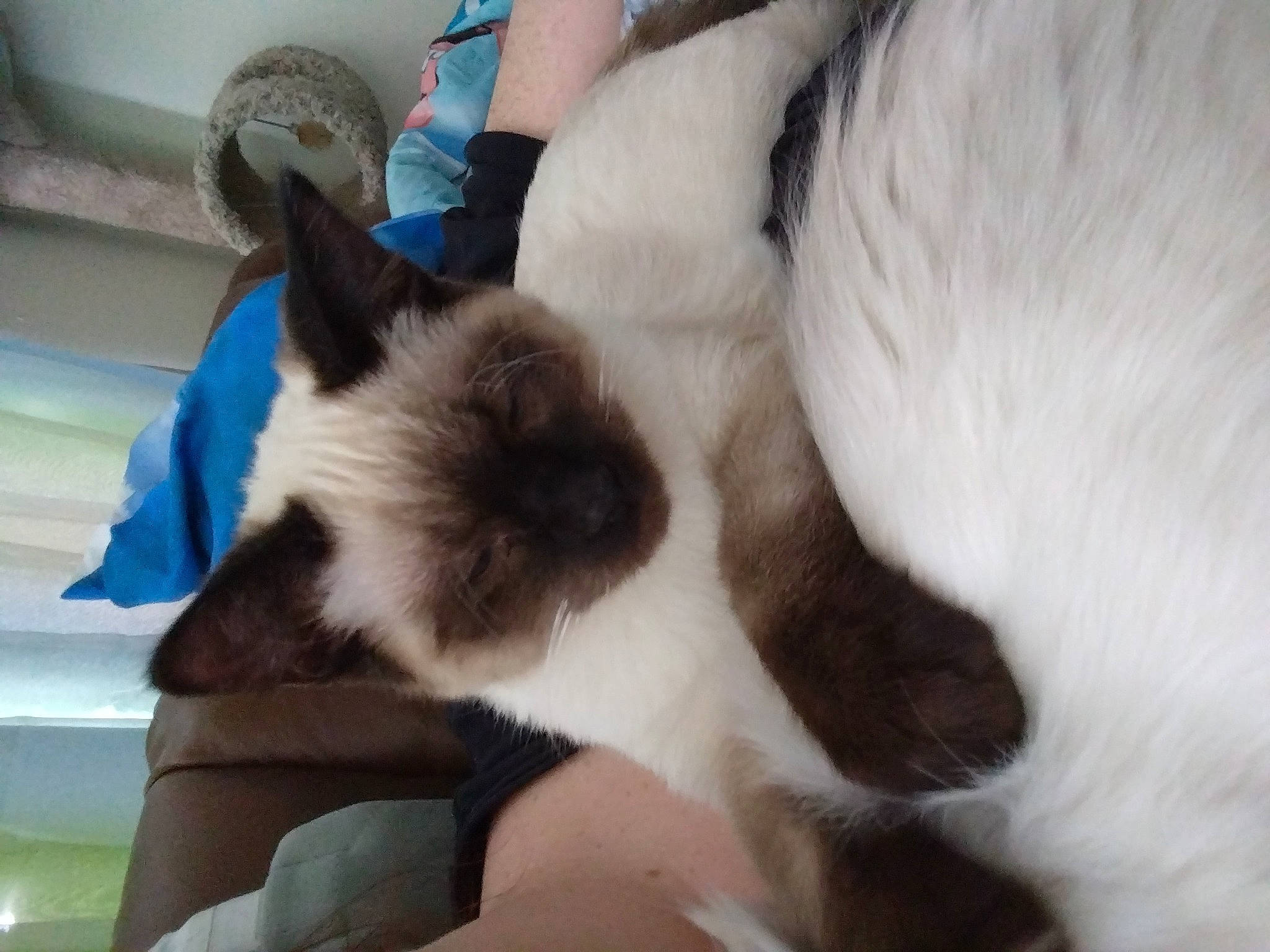 Serious joined the competition — help win amazing prizes! balinese, birman, carnivore, cat, comfort, fawn, felidae, fur, siamese, small_to_medium_sized_cats, tail, thai, whiskers