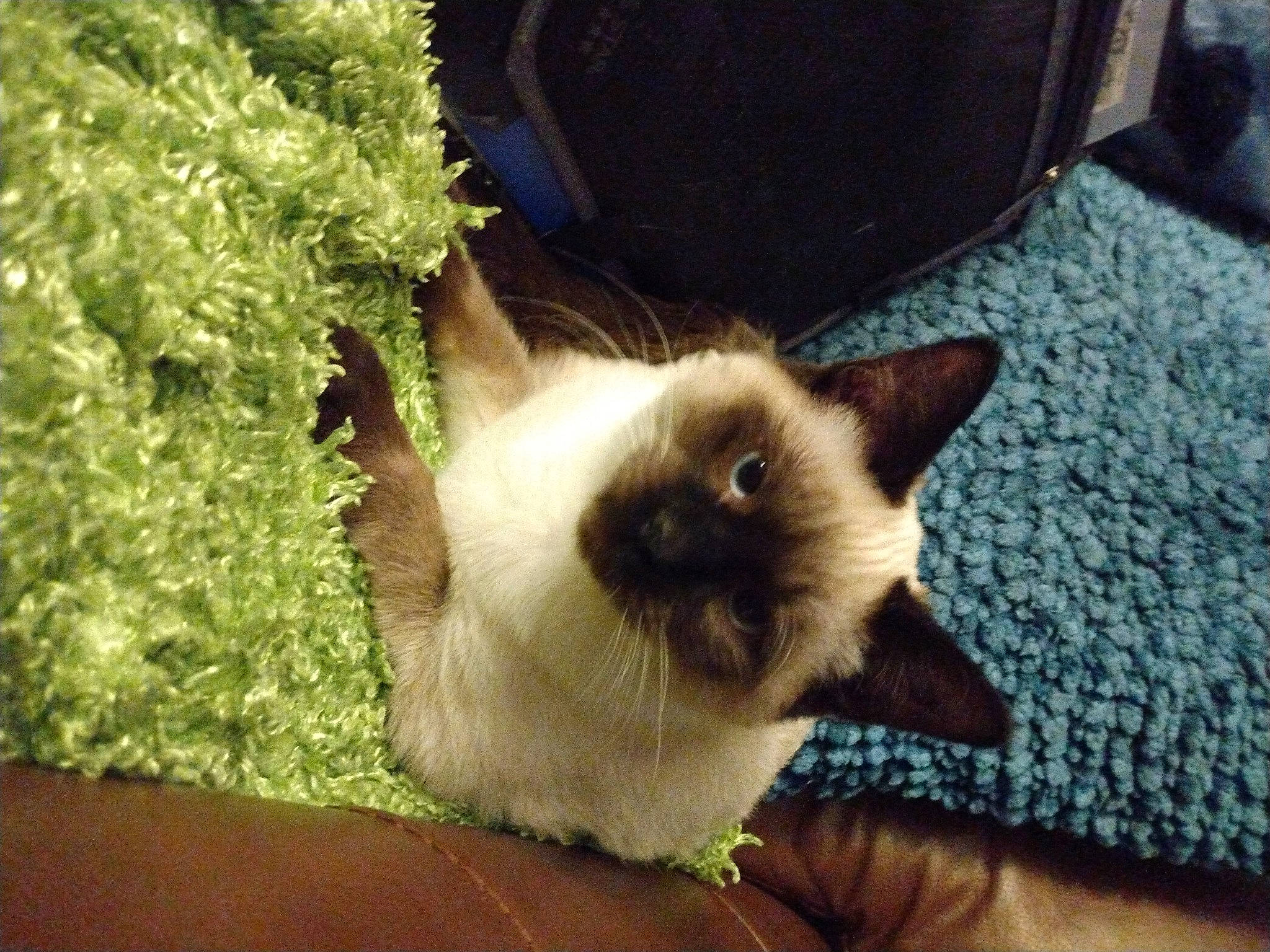 Serious is registered to the contest to win money with this photo: balinese, birman, carnivore, cat, fawn, felidae, fur, grass, groundcover, plant, siamese, small_to_medium_sized_cats, snout, tail, terrestrial_animal, tree, whiskers