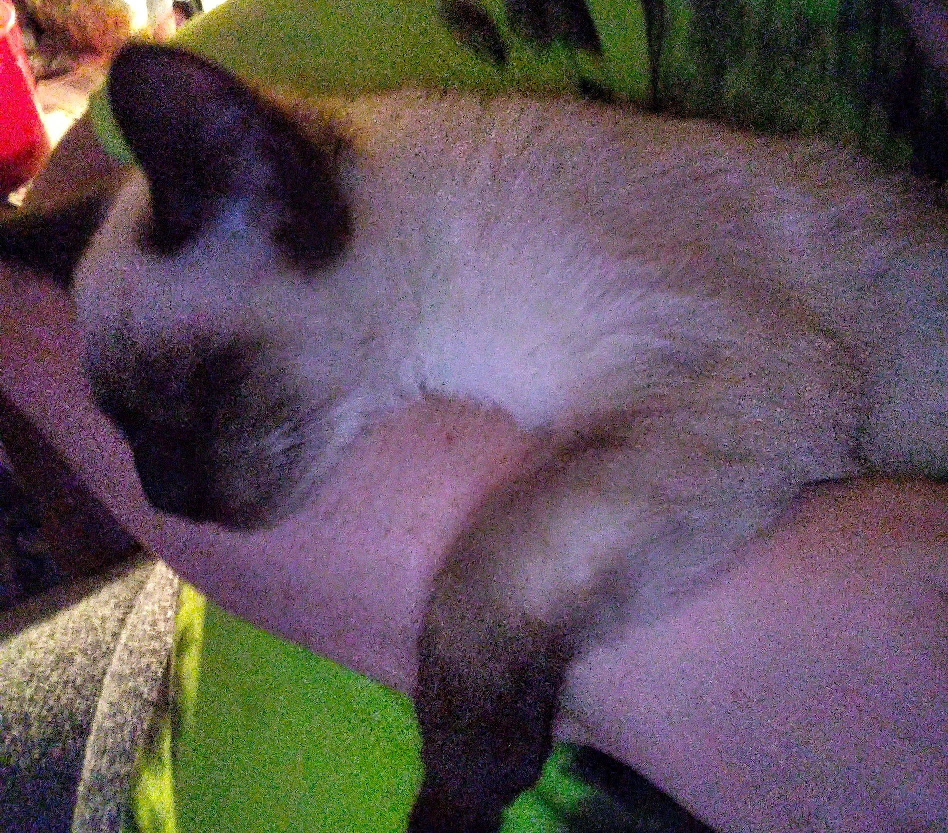 Serious joined the competition — help win amazing prizes! balinese, carnivore, cat, claw, comfort, domestic_short_haired_cat, fawn, felidae, fur, nap, paw, siamese, sleep, small_to_medium_sized_cats, snout, tail, terrestrial_animal, thai, tonkinese, whiskers