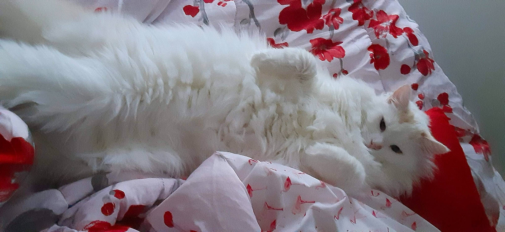 Marshmallow joined the competition — help win amazing prizes! carmine, carnivore, cat, comfort, coquelicot, event, felidae, foot, fur, linens, natural_material, pattern, paw, petal, red, room, small_to_medium_sized_cats, tail, whiskers, white