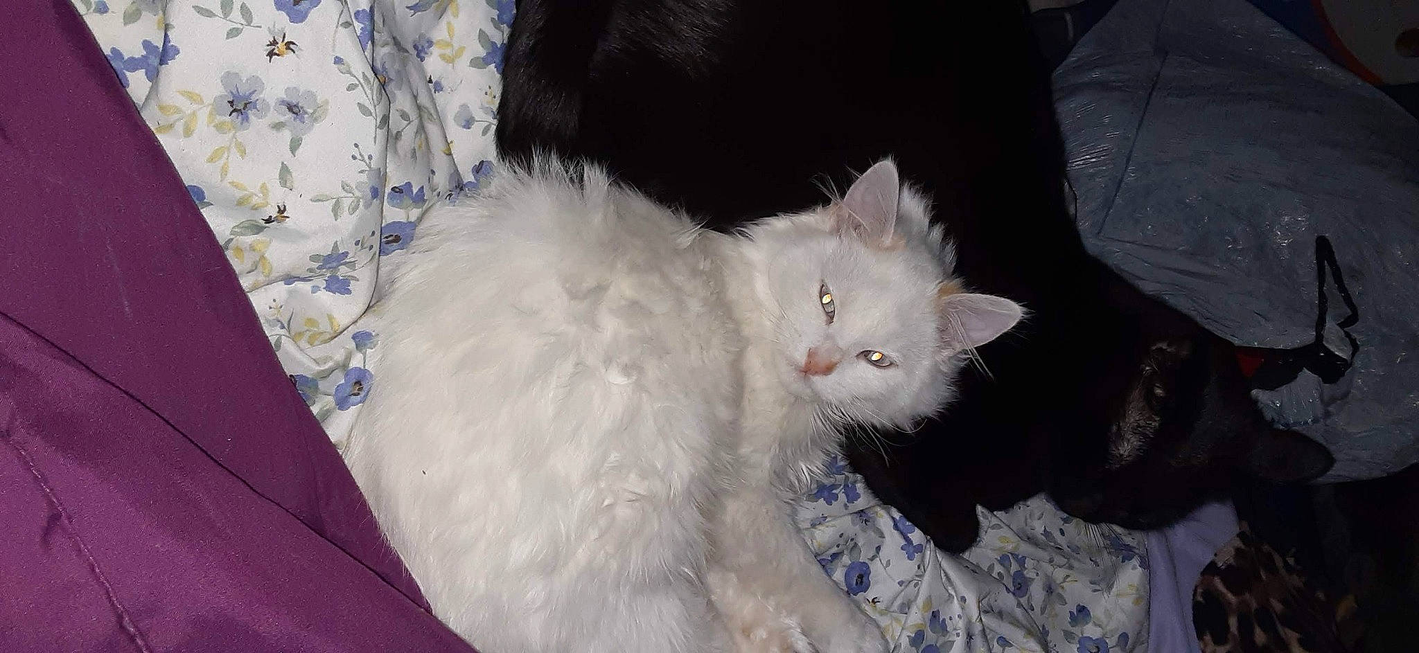 Marshmallow is registered to the contest to win money with this photo: carnivore, cat, claw, comfort, domestic_short_haired_cat, fawn, felidae, fur, paw, small_to_medium_sized_cats, snout, tail, terrestrial_animal, whiskers