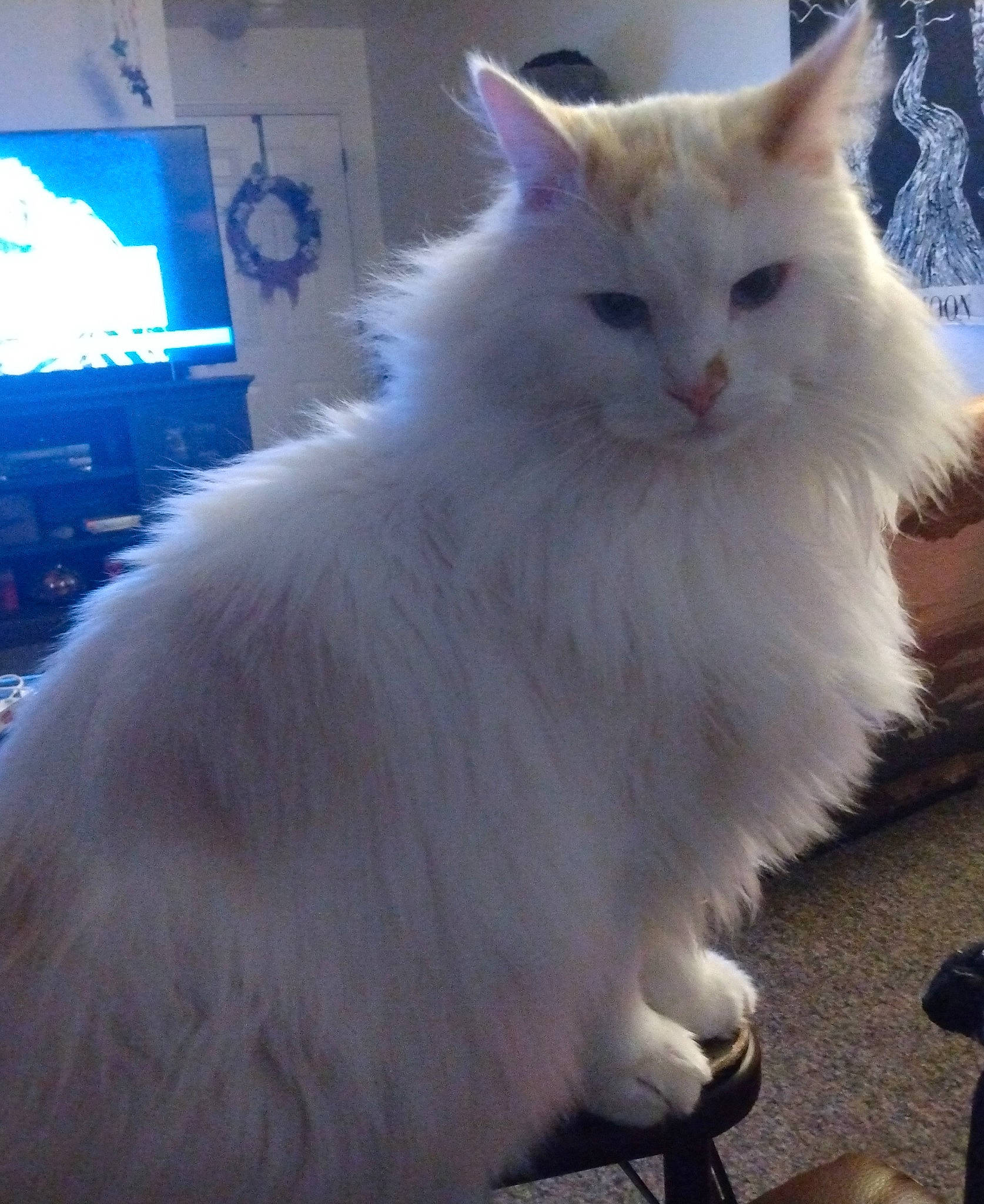 Marshmallow is registered to the contest to win money with this photo: british_longhair, cable_television, carnivore, cat, display_device, felidae, fur, iris, led_backlit_lcd_display, paw, persian, small_to_medium_sized_cats, snout, tail, television, terrestrial_animal, whiskers, window