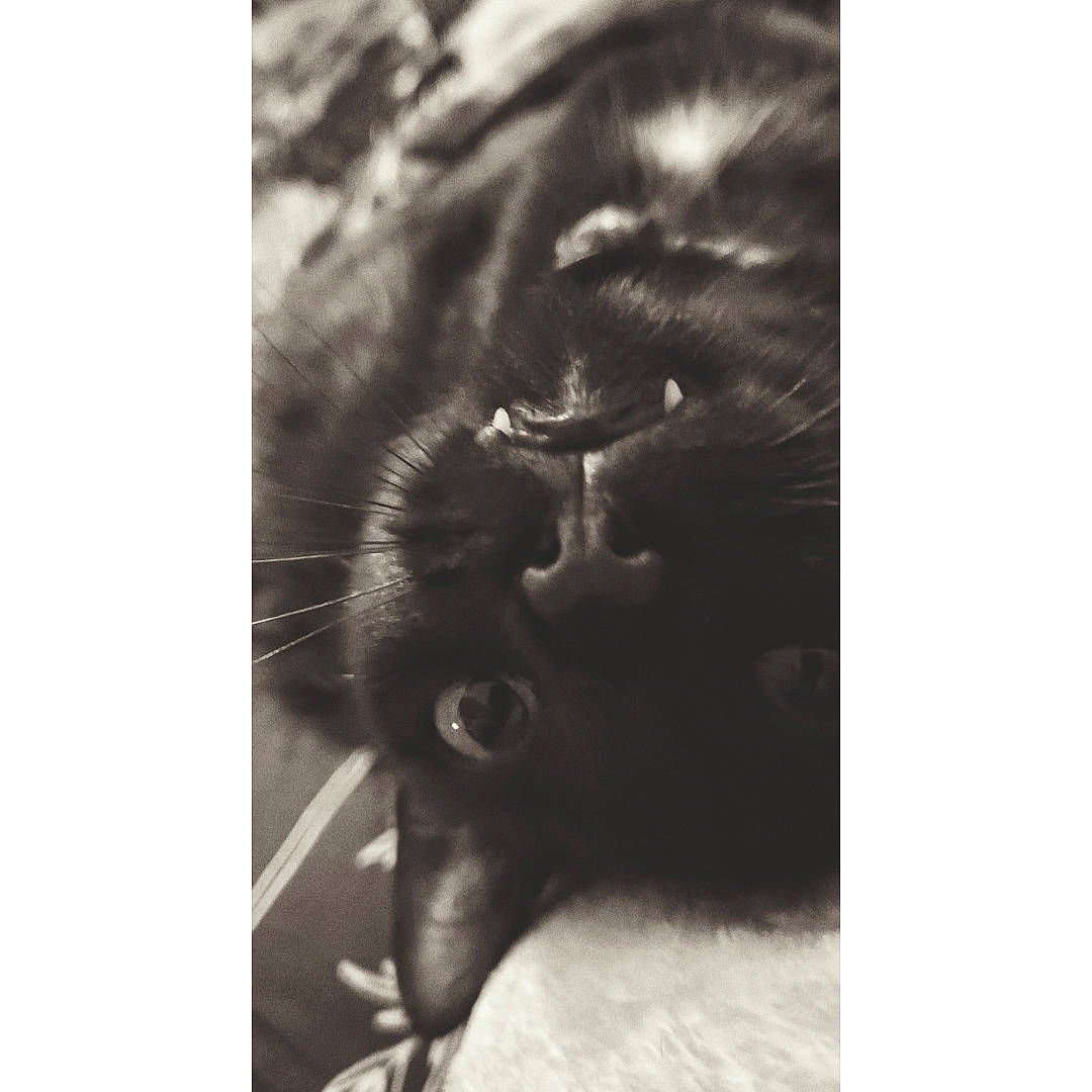 Ayla is registered to the contest to win money with this photo: black_cat, carnivore, cat, claw, cloud, comfort, felidae, fur, monochrome, monochrome_photography, paw, small_to_medium_sized_cats, snout, still_life_photography, whiskers
