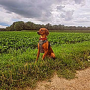 Ulka a rejoint le concours — aidez-le/la à gagner de superbes lots ! animal, canine, cloudy_sky, collar, daytime, dirt_path, dog, field, grass, greenery, harness, landscape, nature, outdoor, pet, quiet, rural, scenic, sitting, trees