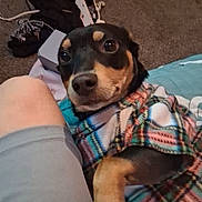 Mylo joined the competition — help win amazing prizes! animal, blanket, carpet, casual_clothing, companion, cozy, curious_eyes, cute, dog, domestic, floor, human_leg, indoor, looking_up, paw, pet, plaid_jacket, relaxed, resting, small_dog
