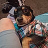 animal, blanket, carpet, casual_clothing, companion, cozy, curious_eyes, cute, dog, domestic, floor, human_leg, indoor, looking_up, paw, pet, plaid_jacket, relaxed, resting, small_dog