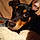 Mylo