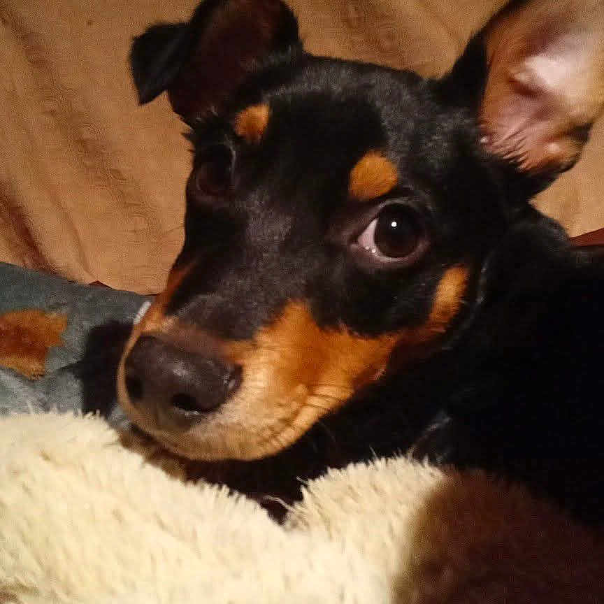 Mylo