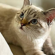 Zero is registered to the contest to win money with this photo: animal, blue_eyes, blurred_background, cat, close_up, cozy, curious, cute, domestic_cat, ears, feline, fur, indoor, laying_down, muzzle, pet, portrait, relaxed, soft_light, whiskers