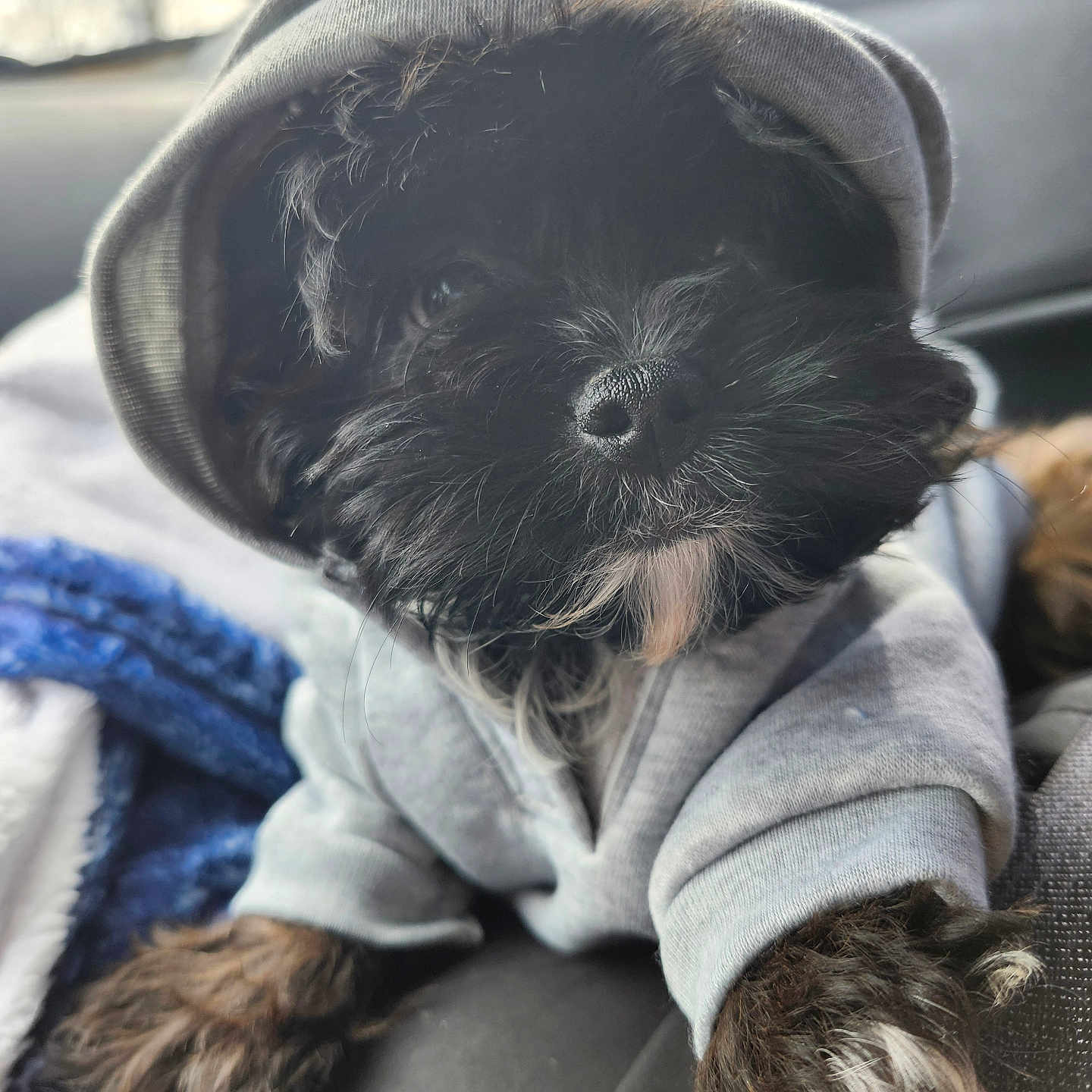 Ogier joined the competition — help win amazing prizes! animal, black_fur, blanket, car_seat, casual, closeup, cozy, curious, cute, dog, fur, hoodie, indoors, pet, portrait, puppy, resting, small_dog, white_fur, young