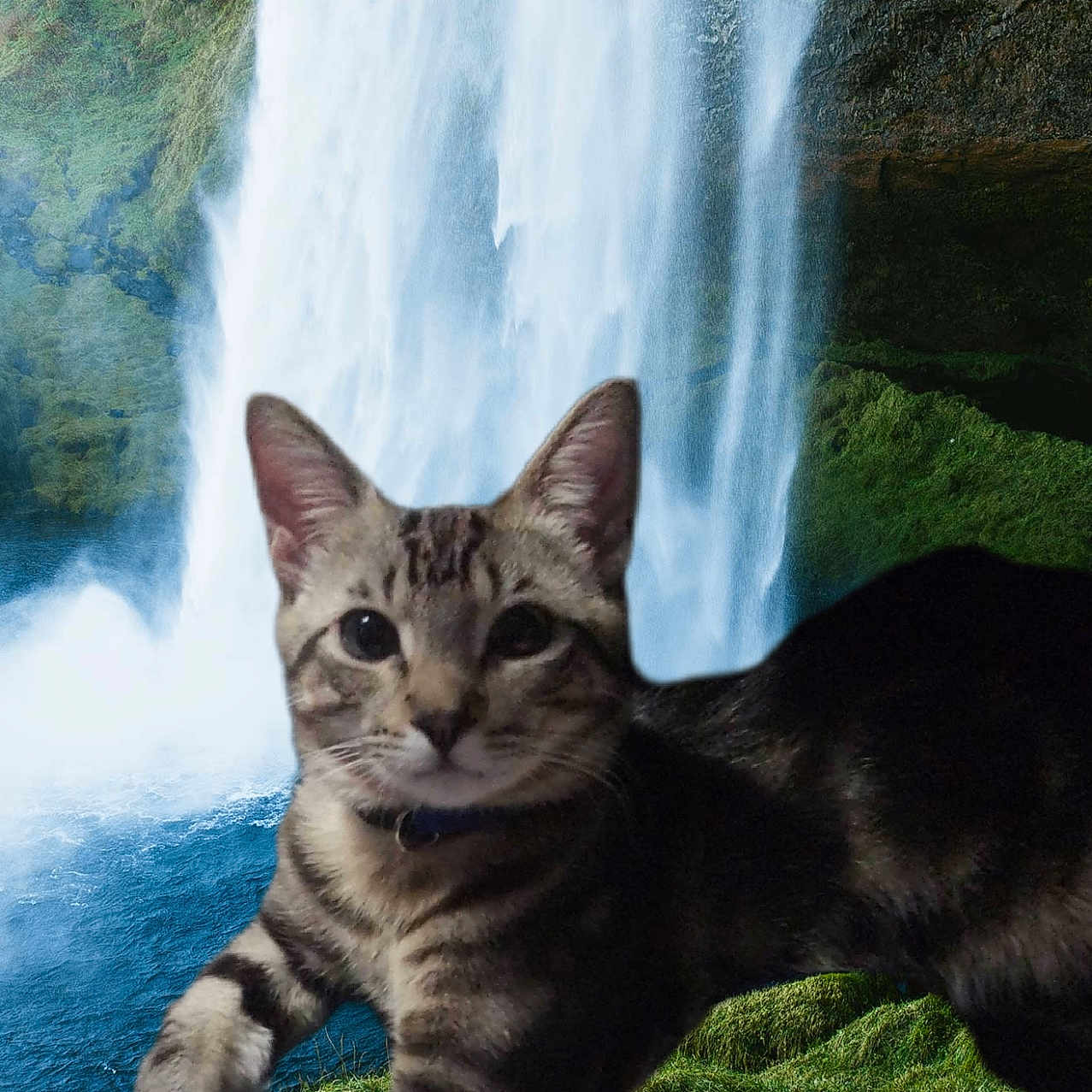 Max Million is registered to the contest to win money with this photo: animal, cat, collar, curious, daylight, fur, greenery, landscape, mammal, moss, nature, outdoor, playful, relaxing, rocks, scenic, tabby, water, waterfall, wildlife