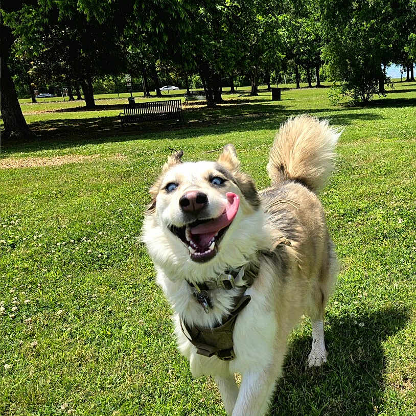 Sugar joined the competition — help win amazing prizes! animal, blue_eyes, canine, collar, daylight, dog, fluffy_tail, grass, happy, harness, nature, outdoor, park, pet, playful, smiling, sunny, tongue_out, trees, walking