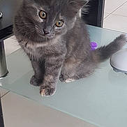 Alba participe au concours pour gagner de l'argent avec cette photo : animal, cat, curious, cute, domestic_cat, ears, eyes, feline, floor, glass_shelf, gray_fur, indoor, kitten, pet, playful, sitting, table, tail, whiskers, young_cat