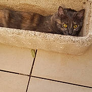 Alba participe au concours pour gagner de l'argent avec cette photo : animal, beige, brown_fur, cat, close_up, container, curious, domestic_animal, feline, indoor, patterned_fur, pet, planter, quiet, relaxed, resting, texture, tile_floor, yellow_eyes, young_cat