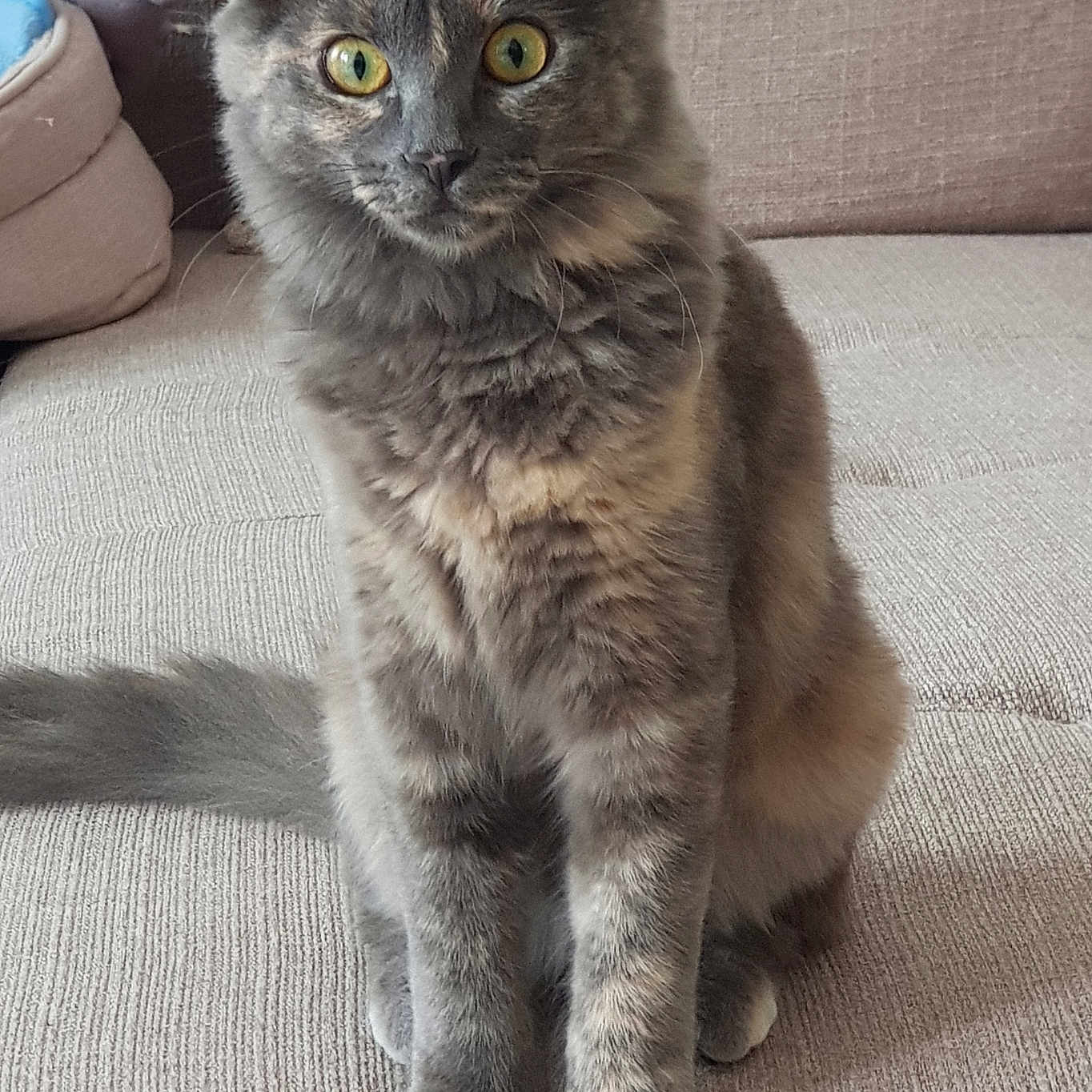 Alba participe au concours pour gagner de l'argent avec cette photo : alert, animal, cat, closeup, couch, cozy, curious, domestic_animal, ears, feline, fur, furniture, gray_cat, home, indoor, pet, sitting, tail, whiskers, yellow_eyes