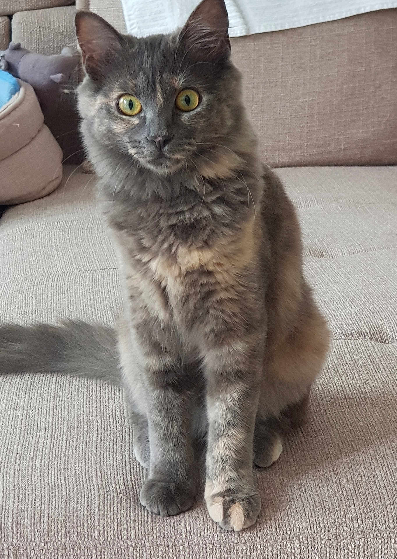 Alba