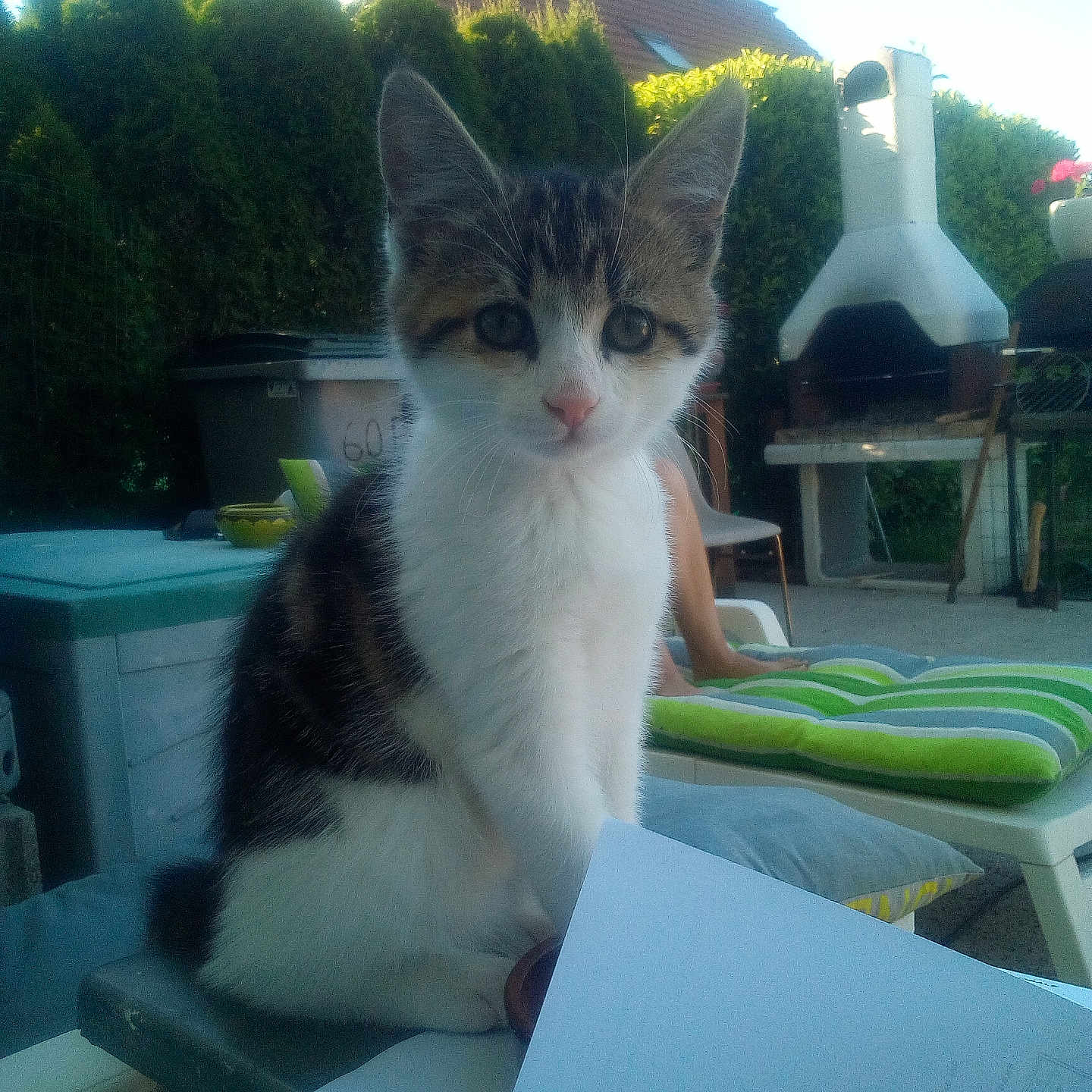 Paco a rejoint le concours — aidez-le/la à gagner de superbes lots ! animal, backyard, cat, chair, curious, cushion, domestic, fence, greenery, grill, kitten, outdoor, paper, pet, plant, playful, sitting, sunlight, table, young