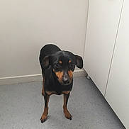 Filou a rejoint le concours — aidez-le/la à gagner de superbes lots ! dog, small_dog, black_dog, tan_markings, floor, indoor, cabinet, white_wall, curious, pet, animal, canine, standing, ears, eyes, head, looking, room, domestic, quiet