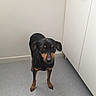dog, small_dog, black_dog, tan_markings, floor, indoor, cabinet, white_wall, curious, pet, animal, canine, standing, ears, eyes, head, looking, room, domestic, quiet