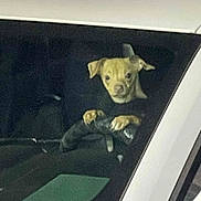 Leo is registered to the contest to win money with this photo: dog, puppy, car, steering_wheel, window, inside_car, pet, animal, curious, brown_dog, small_dog, vehicle, front_seat, cute, looking, indoors, transportation, companion, domestic_animal, leash