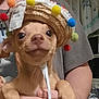dog, small_dog, puppy, hat, pom_poms, colorful, cute, pet, animal, indoor, person, hand, holding, face, expression, brown_dog, costume, celebration, funny, adorable