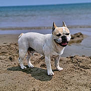 Maïki participe au concours pour gagner de l'argent avec cette photo : dog, french_bulldog, beach, sand, ocean, water, sunlight, pet, animal, cute, outdoor, standing, smiling, canine, nature, summer, vacation, happy, small_dog, daytime
