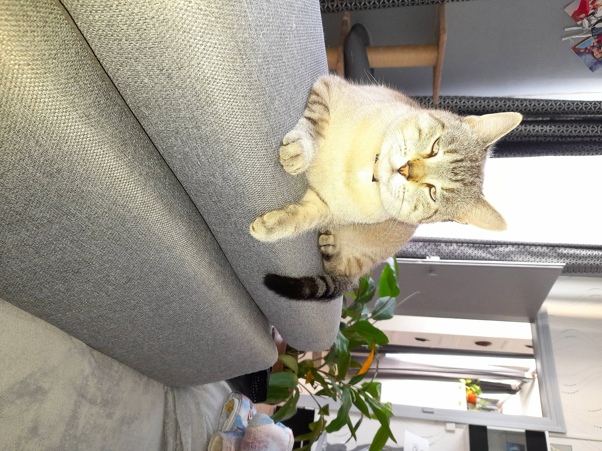 Lascar participe au concours pour gagner de l'argent avec cette photo : asian, burmilla, carnivore, cat, domestic_short_haired_cat, european_shorthair, felidae, flower, fur, kitten, plant, small_to_medium_sized_cats, tabby_cat, textile, whiskers