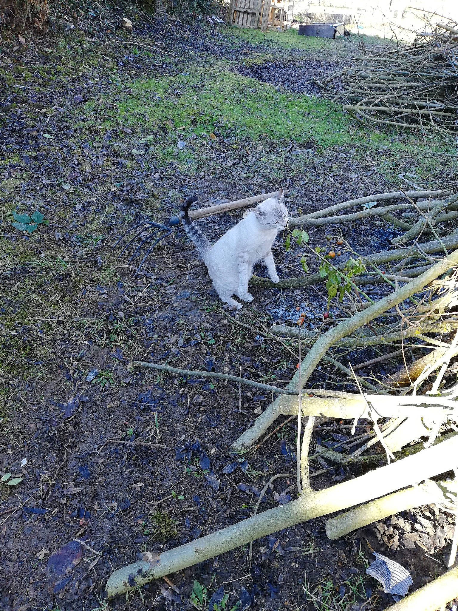 Lascar participe au concours pour gagner de l'argent avec cette photo : cat, felidae, grass, litter, plant, small_to_medium_sized_cats, soil, tree, waste
