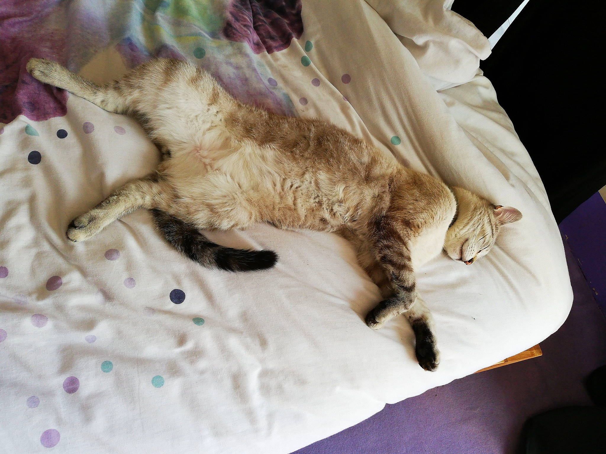 Lascar participe au concours pour gagner de l'argent avec cette photo : carnivore, cat, claw, dress, ear, felidae, fictional_character, fur, kitten, ragdoll, shoe, skin, small_to_medium_sized_cats, tabby_cat, tail, textile, turkish_van, whiskers, white