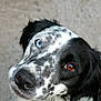 Tchuck a rejoint le concours — aidez-le/la à gagner de superbes lots ! dog, portrait, close_up, heterochromia, blue_eye, brown_eye, black_and_white, fur, canine, pet, looking_up, nose, ears, animal, cute, friendly, mammal, whiskers, expression, background_blur
