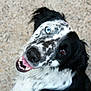 Tchuck a rejoint le concours — aidez-le/la à gagner de superbes lots ! dog, black_and_white, heterochromia, blue_eye, brown_eye, smiling, pet, animal, close_up, portrait, happy, canine, fur, tongue_out, looking_up, friendly, domestic_animal, muzzle, ears, background