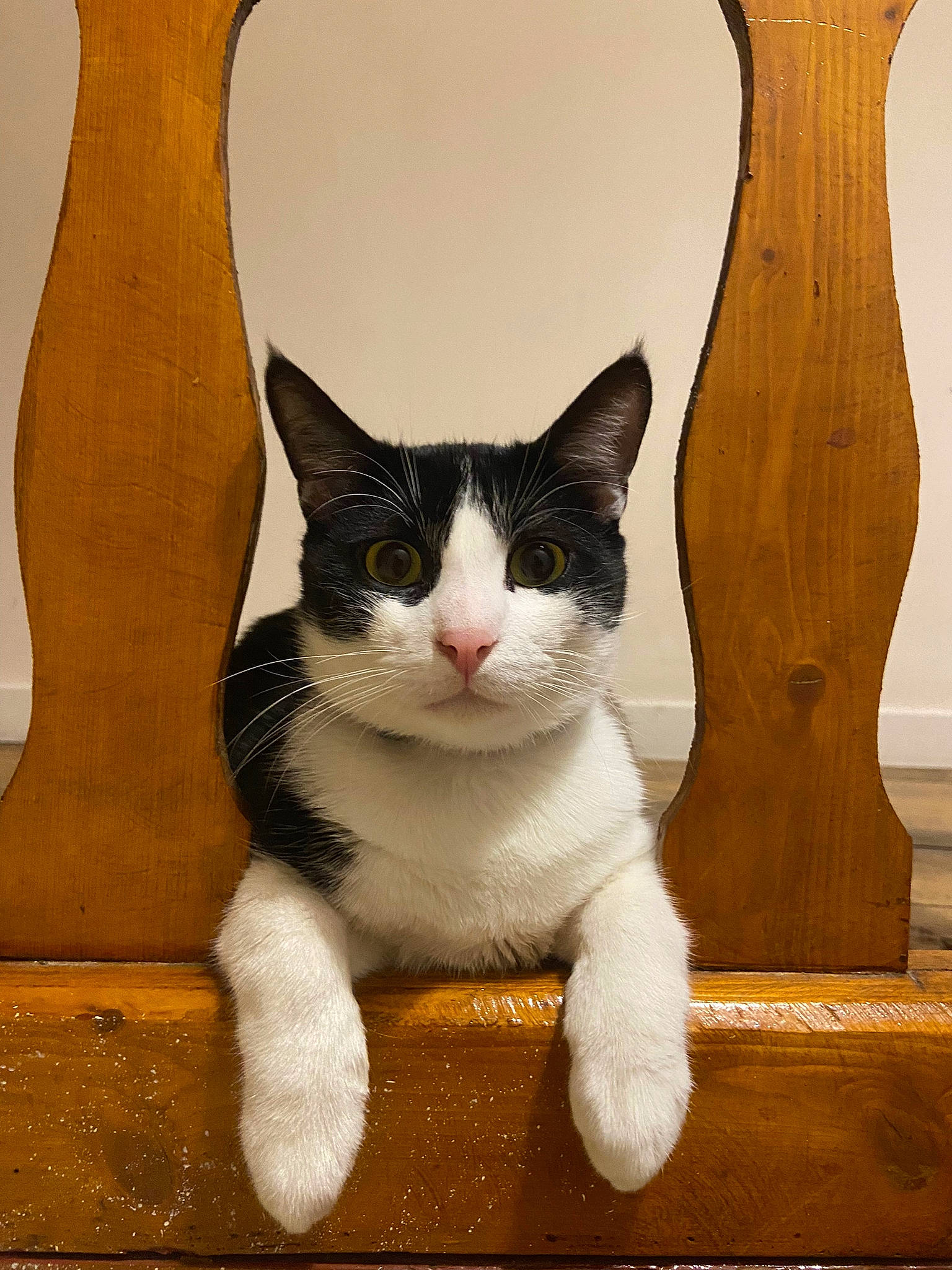 Boomer participe au concours pour gagner de l'argent avec cette photo : art, artifact, carnivore, cat, domestic_short_haired_cat, felidae, fur, grey, pattern, paw, photo_caption, sitting, small_to_medium_sized_cats, snout, tail, terrestrial_animal, whiskers, wood