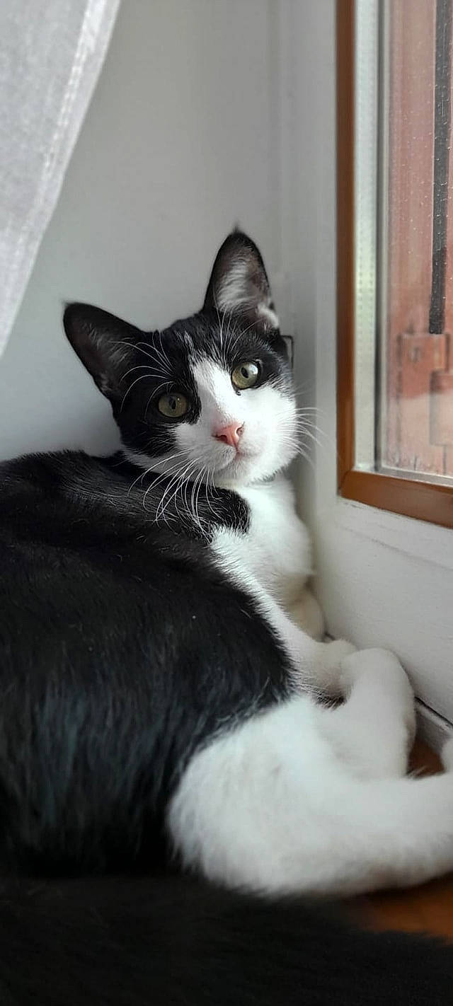 Boomer a rejoint le concours — aidez-le/la à gagner de superbes lots ! carnivore, cat, comfort, domestic_short_haired_cat, felidae, fur, monochrome, monochrome_photography, paw, sitting, small_to_medium_sized_cats, snout, tail, whiskers, window