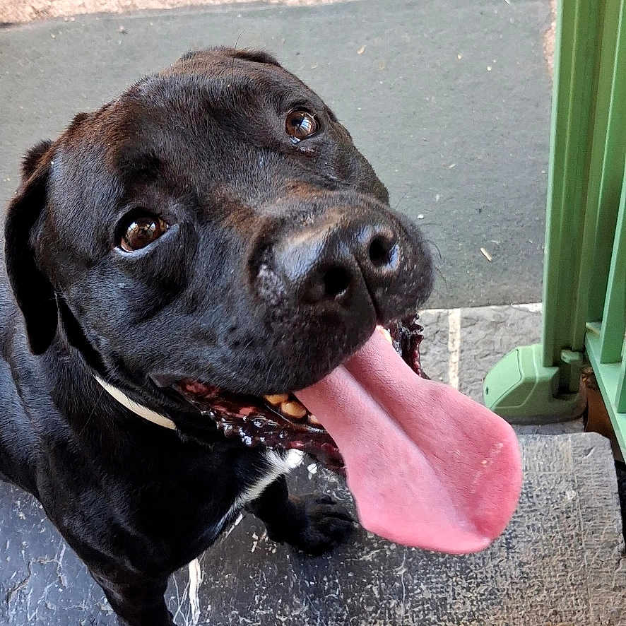 Locki participe au concours pour gagner de l'argent avec cette photo : dog, black_dog, tongue_out, pet, happy, outdoor, steps, railing, patio, looking_up, canine, animal, playful, close_up, fur, smiling, friendly, tongue, collar, excited