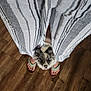 dog, pet, floor, wooden_floor, striped_pants, sandals, feet, looking_up, curious, indoor, animal, companion, cute, small_dog, standing, legs, clothing, footwear, person, home