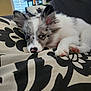 Lobo is registered to the contest to win money with this photo: puppy, dog, sleeping, couch, indoor, pet, closeup, fur, cute, relaxed, pink_nose, black_and_white, ears, paw, resting, domestic_animal, animal, home, cozy, patterned_cushion