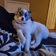 Lobo joined the competition — help win amazing prizes! dog, fluffy, couch, blanket, pillow, indoor, relaxed, pet, fur, canine, home, cozy, resting, looking_at_camera, comfort, animal, domestic, living_room, ears, tail