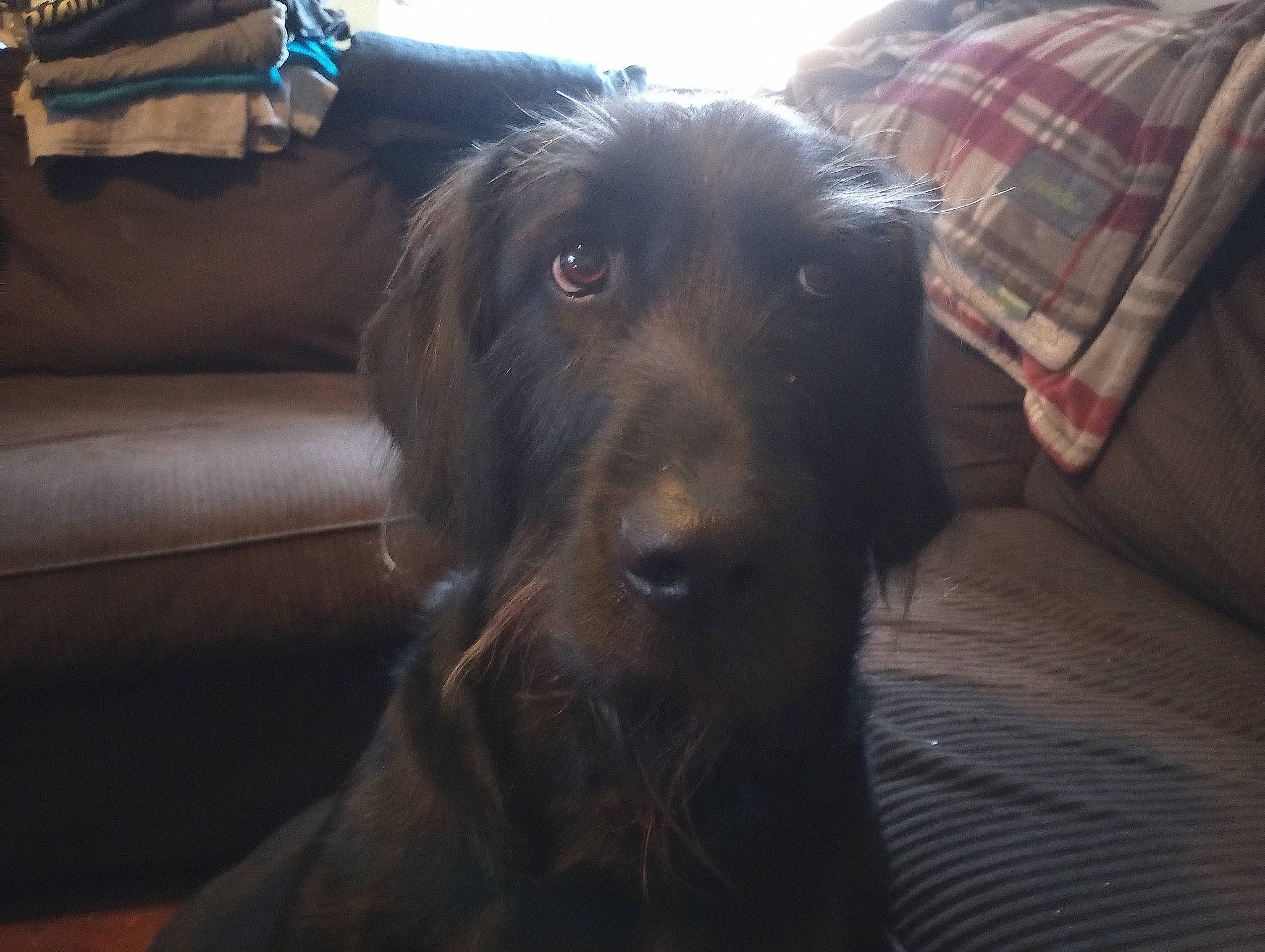 Moose is registered to the contest to win money with this photo: borador, canidae, carnivore, comfort, companion_dog, couch, dog, dog_breed, fur, guard_dog, liver, plaid, sky, snout, sporting_group, studio_couch, tartan, whiskers, working_animal, working_dog