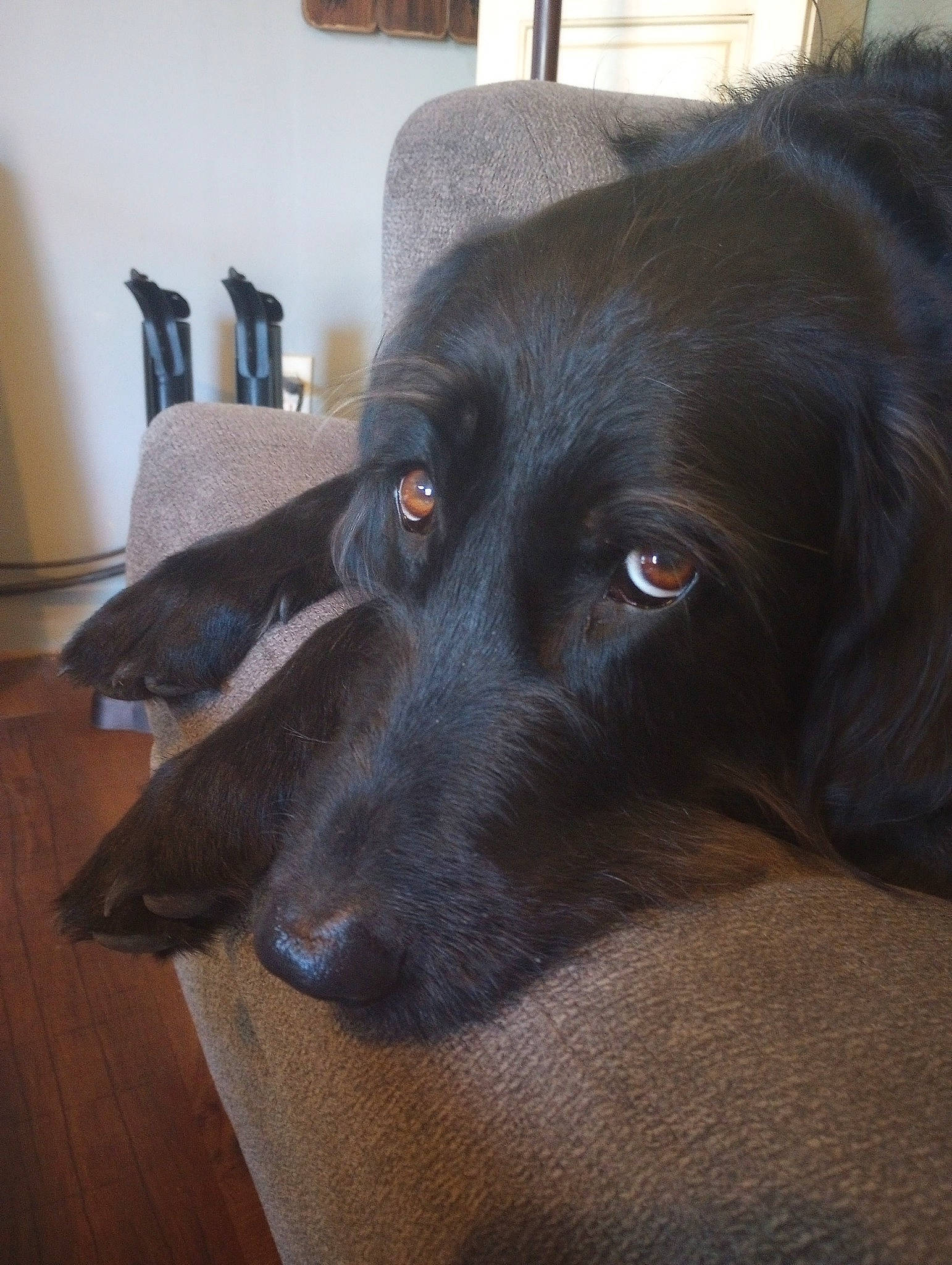 Moose is registered to the contest to win money with this photo: borador, canidae, carnivore, companion_dog, dog, dog_breed, dog_collar, flooring, fur, gun_dog, hardwood, hunting_dog, liver, pet_supply, retriever, snout, sporting_group, whiskers, wood, working_animal