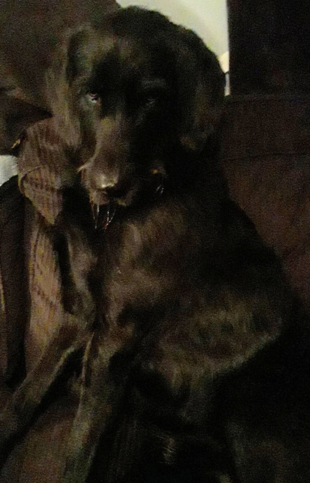 Moose joined the competition — help win amazing prizes! borador, canidae, carnivore, comfort, companion_dog, darkness, dog, dog_breed, fur, hunting_dog, labrador_retriever, liver, monochrome, monochrome_photography, sleeve, sporting_group, terrestrial_animal, tints_and_shades, whiskers, working_animal