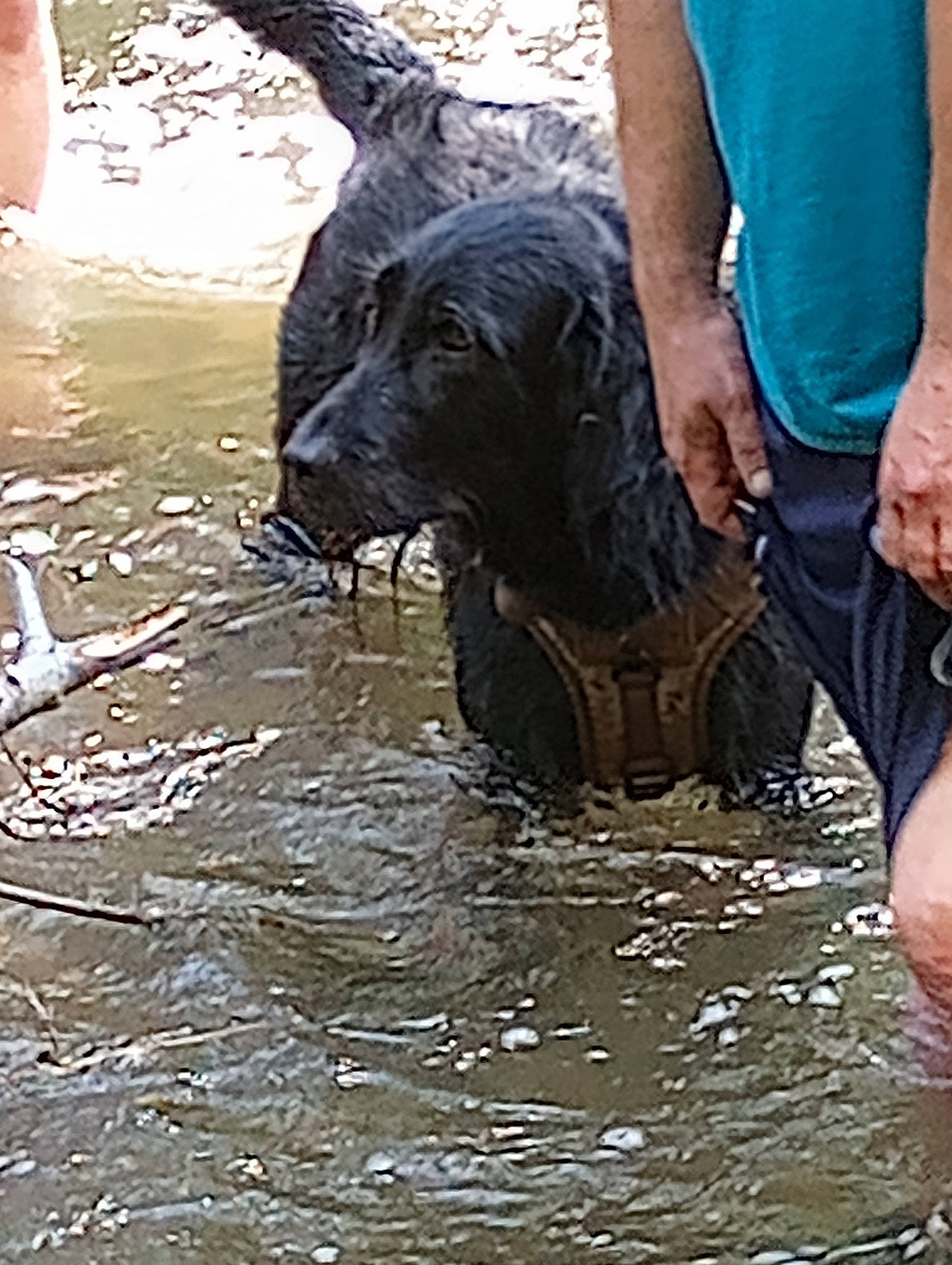 Moose is registered to the contest to win money with this photo: bathing, carnivore, companion_dog, dog, dog_breed, guard_dog, gun_dog, hunting_dog, lake, liquid, retriever, sculpture, sporting_group, tail, terrestrial_animal, thigh, water, working_animal