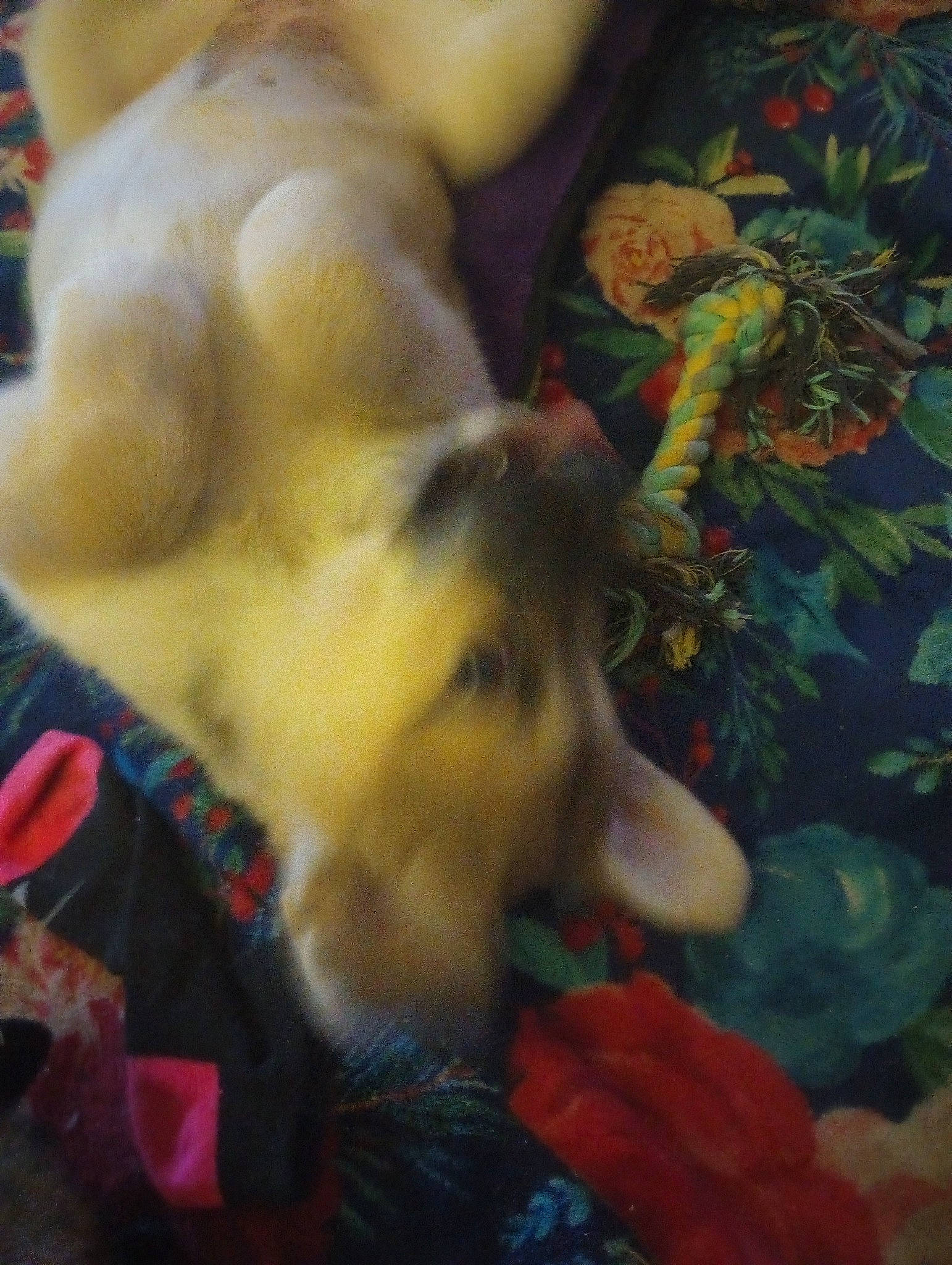 Kia is registered to the contest to win money with this photo: art, carnivore, claw, companion_dog, dog, dog_breed, dog_toy, fawn, felidae, fur, paw, pomeranian, small_to_medium_sized_cats, spitz, tail, textile, toy, toy_dog, visual_arts, whiskers