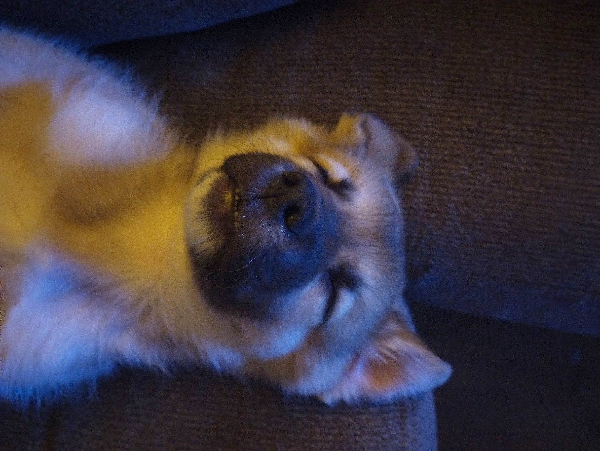 Kia joined the competition — help win amazing prizes! canidae, carnivore, companion_dog, dog, dog_breed, electric_blue, fawn, felidae, fur, paw, primate, small_to_medium_sized_cats, snout, sporting_group, tail, terrestrial_animal, toy_dog, vertebrate, whiskers, wildlife