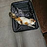 Tsuki a rejoint le concours — aidez-le/la à gagner de superbes lots ! animal, black_fur, calico_cat, cat, fluffy_tail, funny, home, indoors, luggage, lying_down, open_suitcase, orange_fur, pet, photography, relaxed, sofa, suitcase, tiled_floor, travel, white_fur