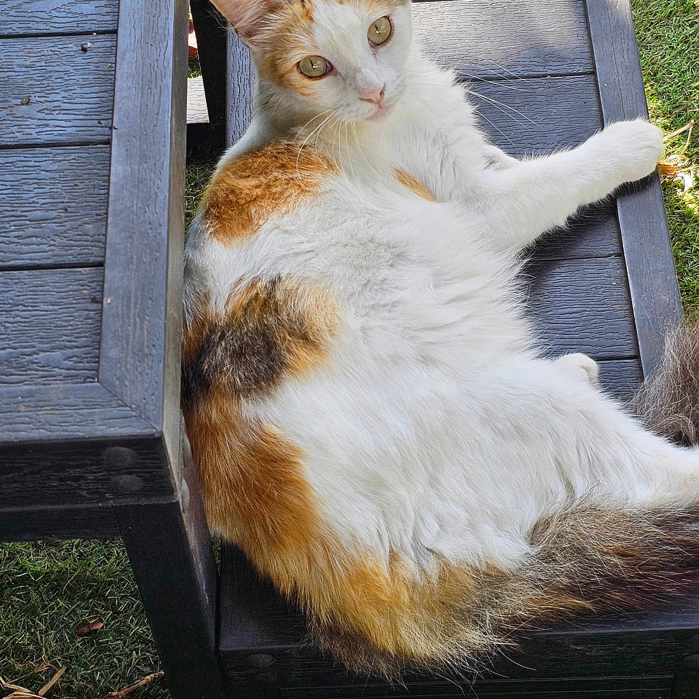 Tsuki