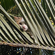 Tsuki a rejoint le concours — aidez-le/la à gagner de superbes lots ! animal, cat, closeup, eyes, face, feline, foliage, fur, garden, hidden, nature, nose, orange_patches, outdoor, palm_leaves, peeking, pet, tropical, whiskers, white_cat