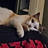 blanket, brown_patches, cat, cats, cozy, cuddling, ears, feline, fur, home, indoor, lying_down, playful, portrait, red_blanket, relaxed, sleeping, two_cats, whiskers, white_fur